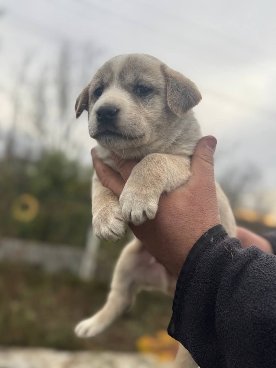 Цуценята Лабладор