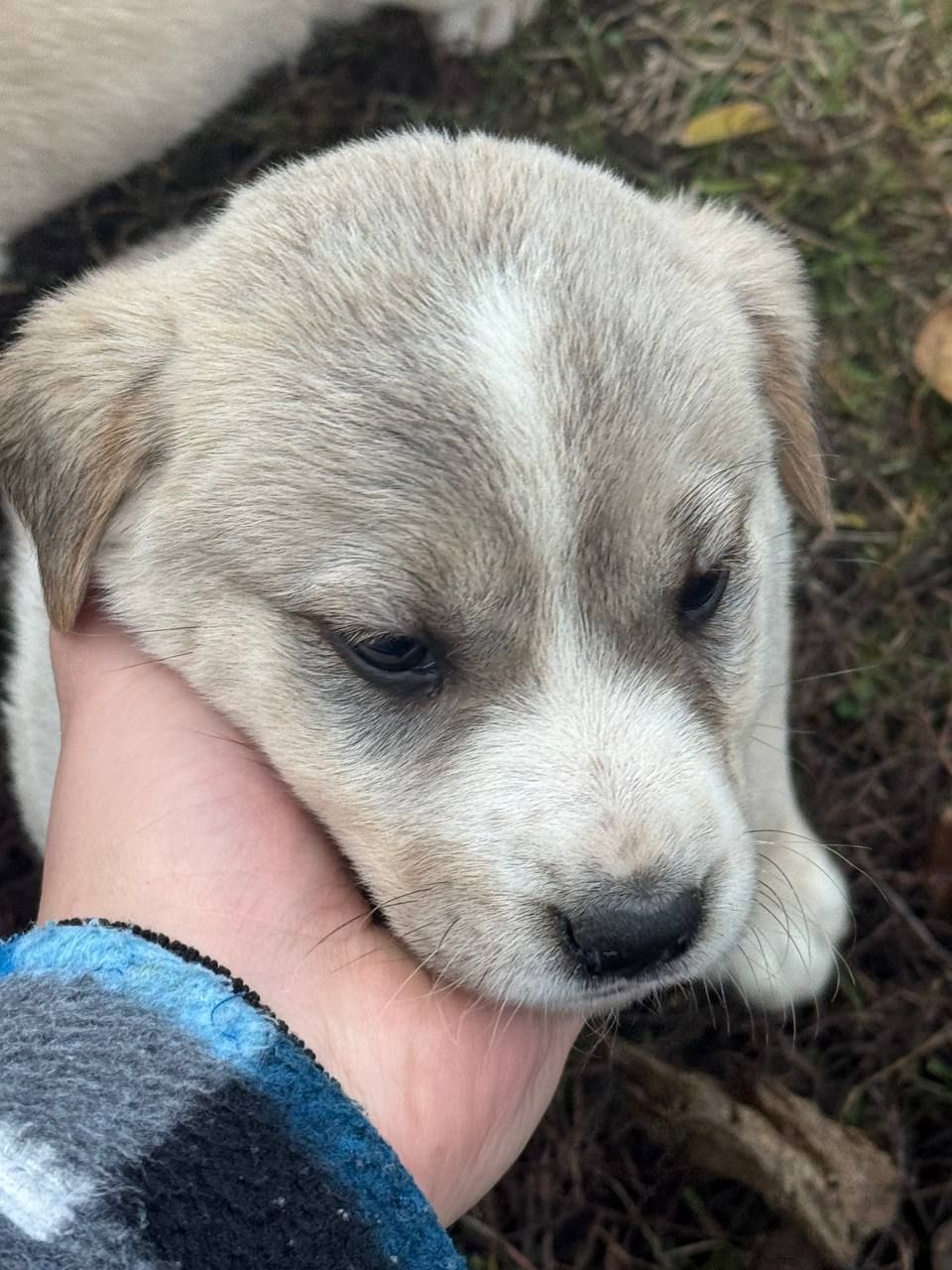 Цуценята Лабладор