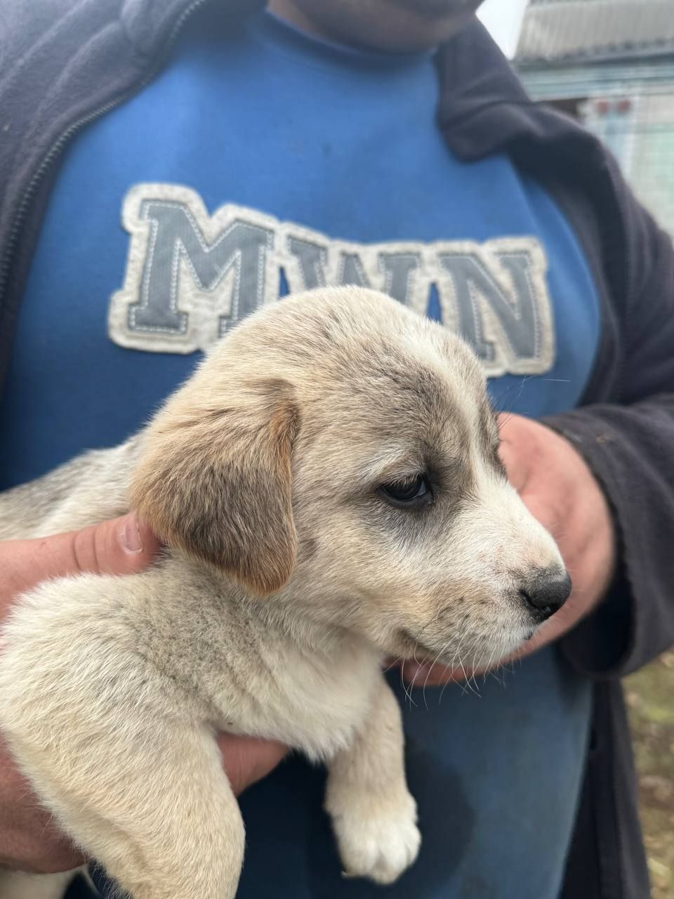 Цуценята Лабладор