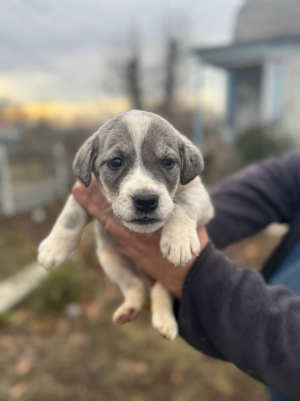 Цуценята Лабладор