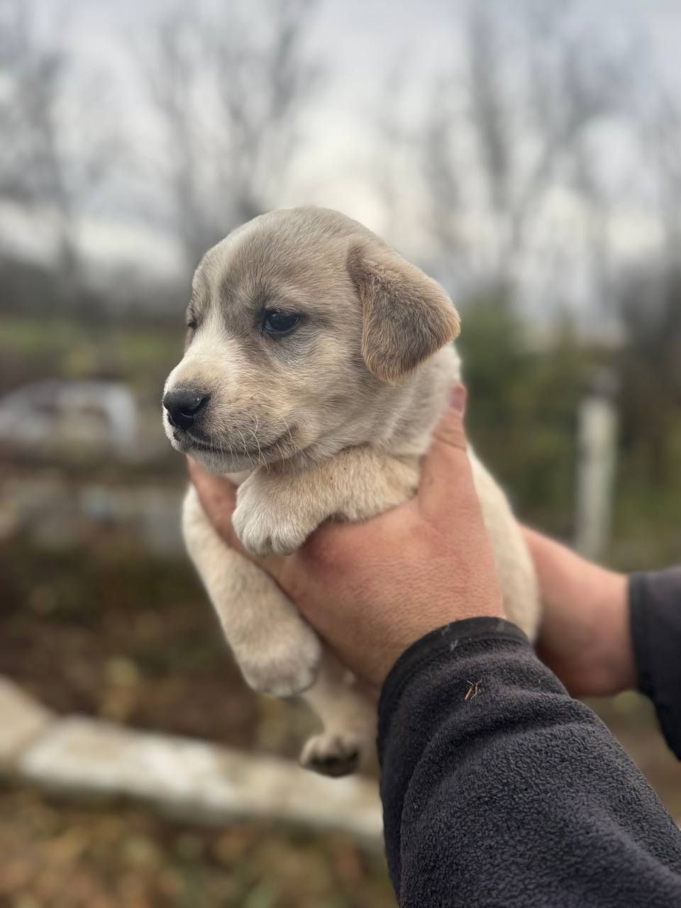 Цуценята Лабладор