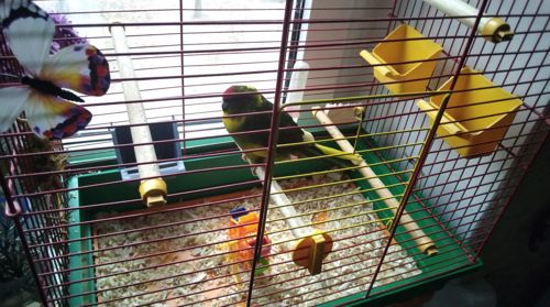 Какарик девочка