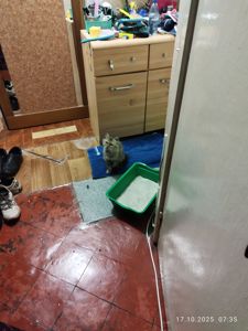 Ласковая, спокойная, культурная кошка в добрые руки