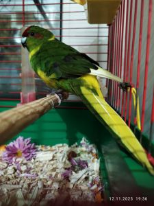 Какарик девочка