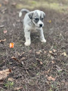 Цуценята Лабладор