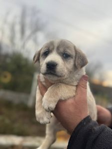 Цуценята Лабладор