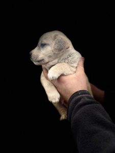 Цуценята Лабладор