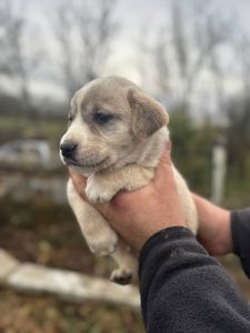 Цуценята Лабладор