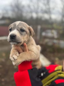 Цуценята Лабладор