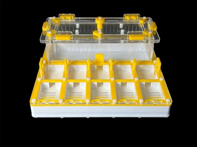 Муравьиная ферма с гипсом для Camponotus. 5 секций, двойная крышка, безопасные материалы