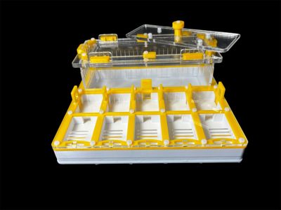 Муравьиная ферма с гипсом для Camponotus. 5 секций, двойная крышка, безопасные материалы