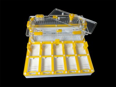 Муравьиная ферма с гипсом для Camponotus. 5 секций, двойная крышка, безопасные материалы