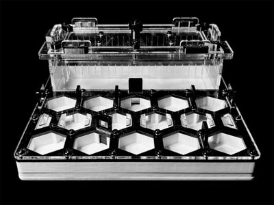 Формикарий «Соты» черный 200х200мм: 5 секций, 2 зоны увлажнения, гипс Г23 для Carebara