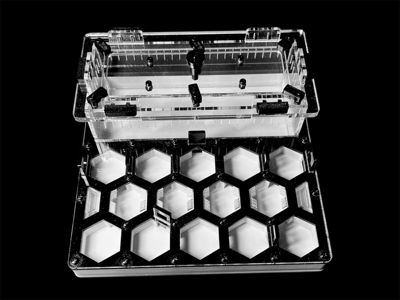 Формикарий «Соты» черный 200х200мм: 5 секций, 2 зоны увлажнения, гипс Г23 для Carebara