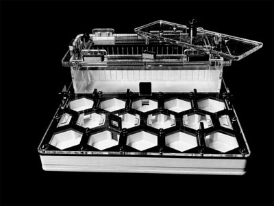 Формикарий «Соты» черный 200х200мм: 5 секций, 2 зоны увлажнения, гипс Г23 для Carebara