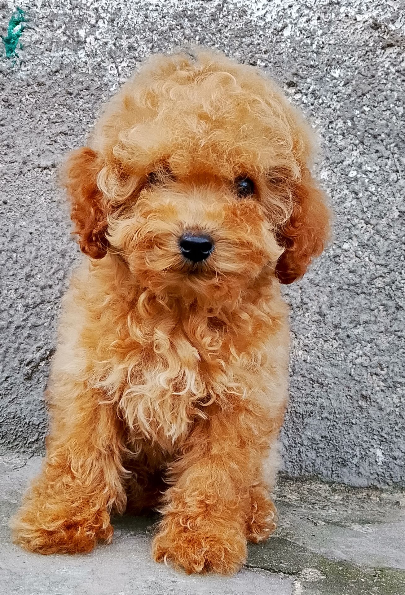 Той пудель девочки