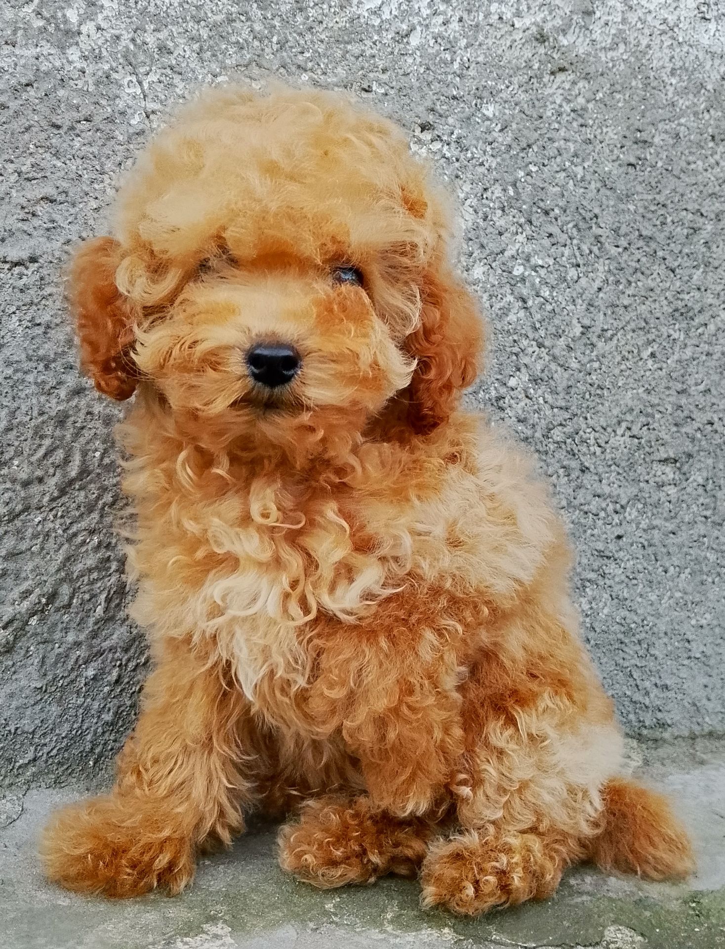 Той пудель девочки