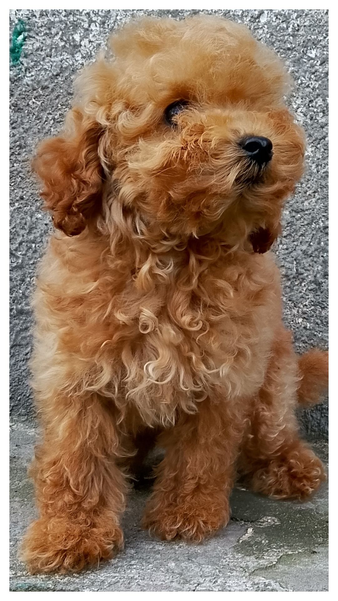 Той пудель девочки