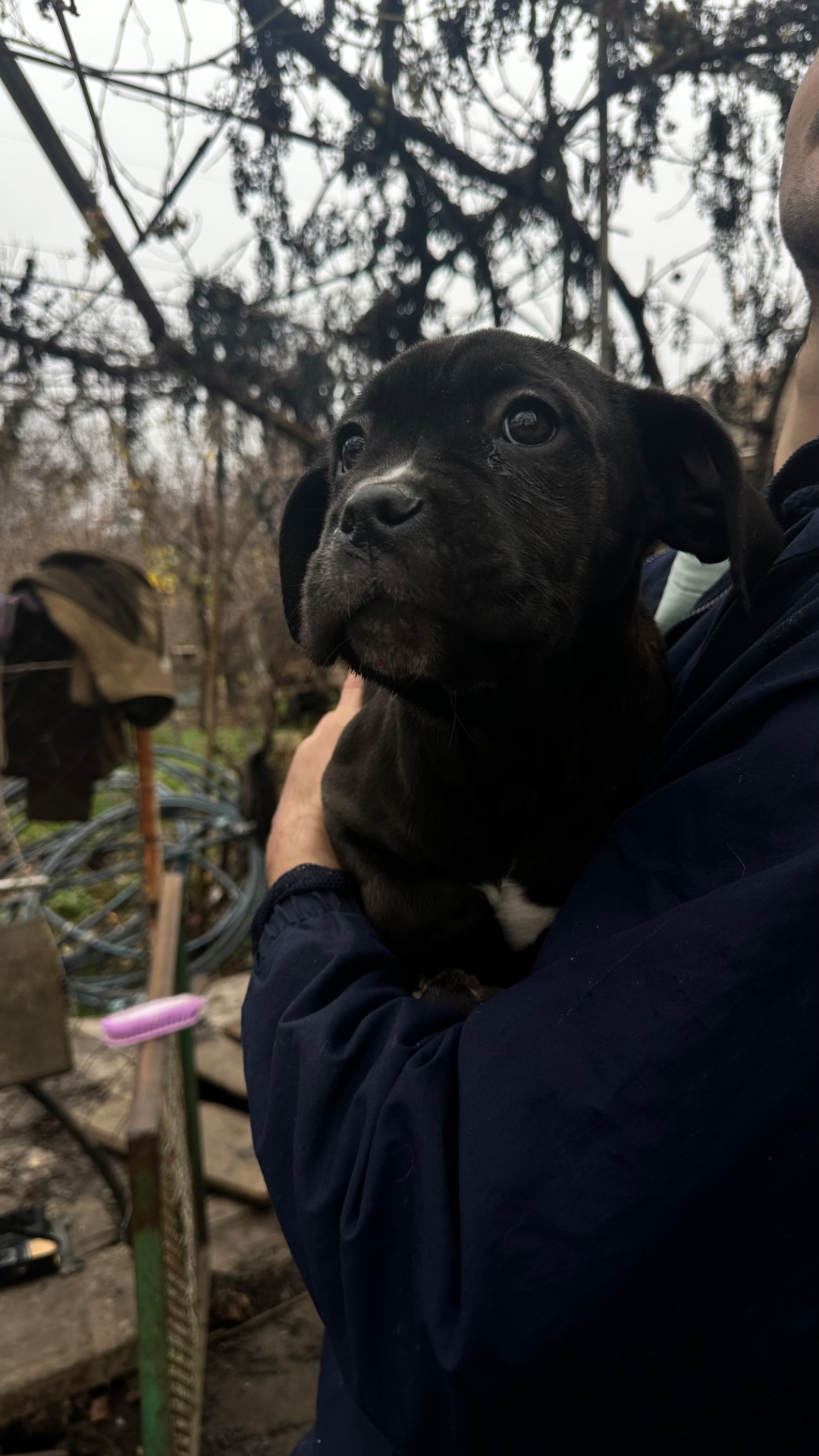 Цуценята кане-корсо