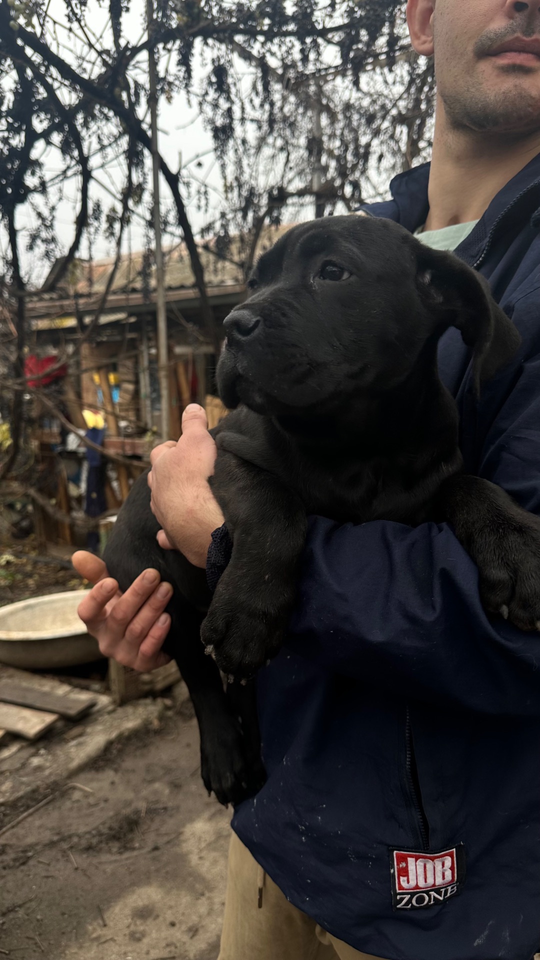 Цуценята кане-корсо