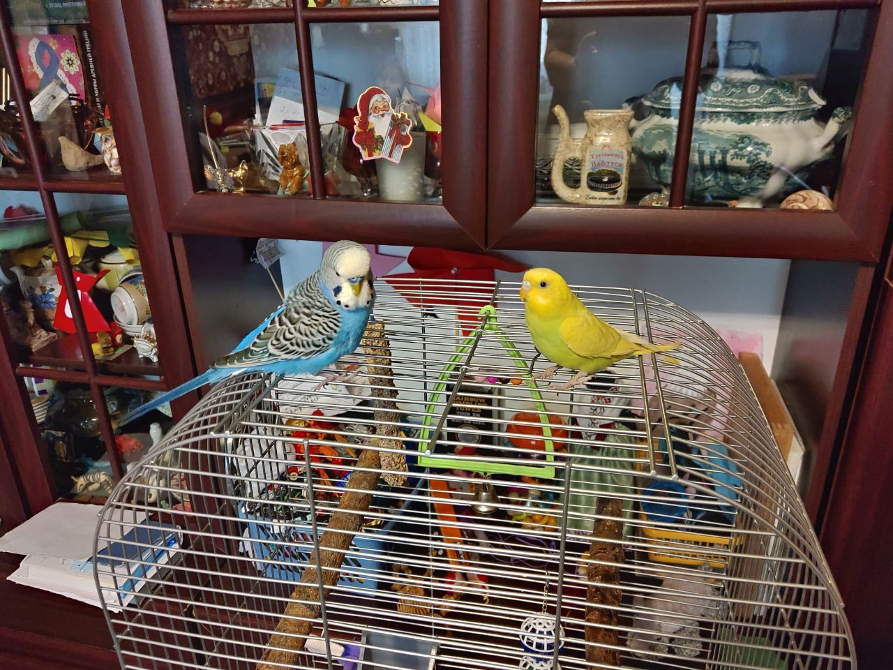 Хвилясті папуги (2 пташки) з кліткою