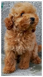 Той пудель девочки