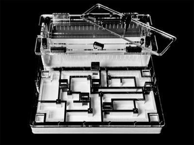 Чорна мурашина ферма «Лабіринт» 200х200мм з гіпсом для вологолюбних видів Camponotus