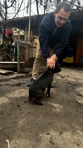 Цуценята кане-корсо