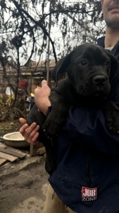 Цуценята кане-корсо