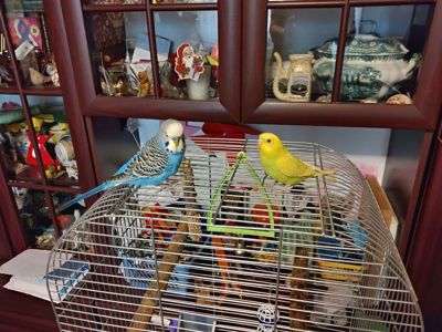 Хвилясті папуги (2 пташки) з кліткою