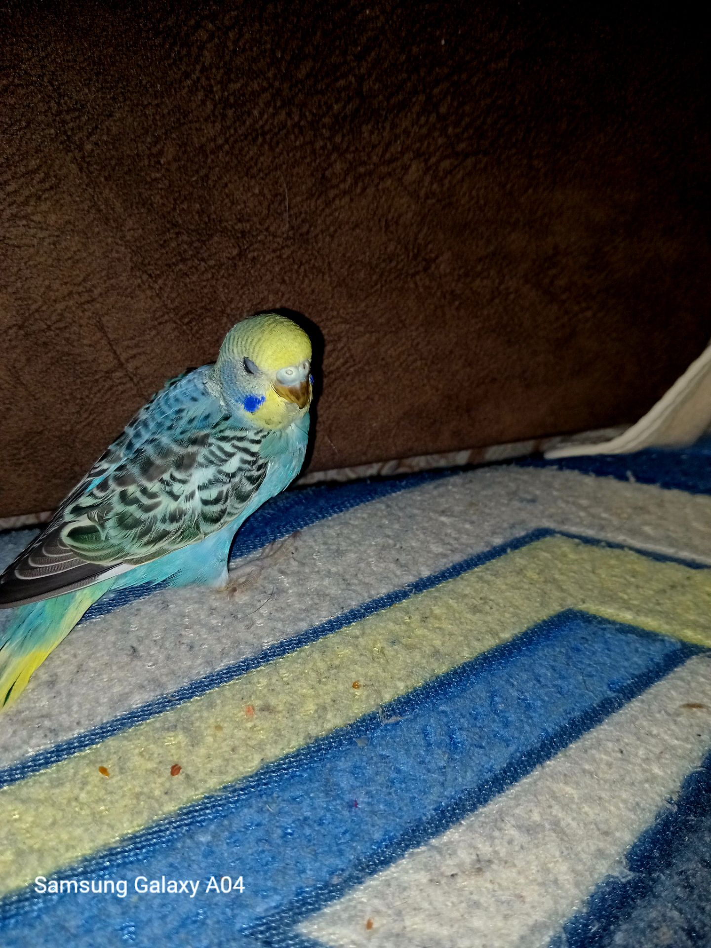 Хвилястий папуга