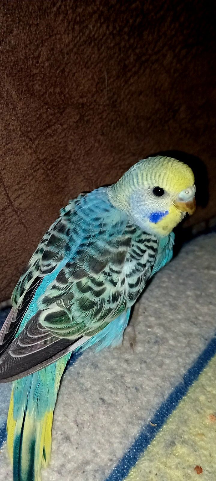 Хвилястий папуга