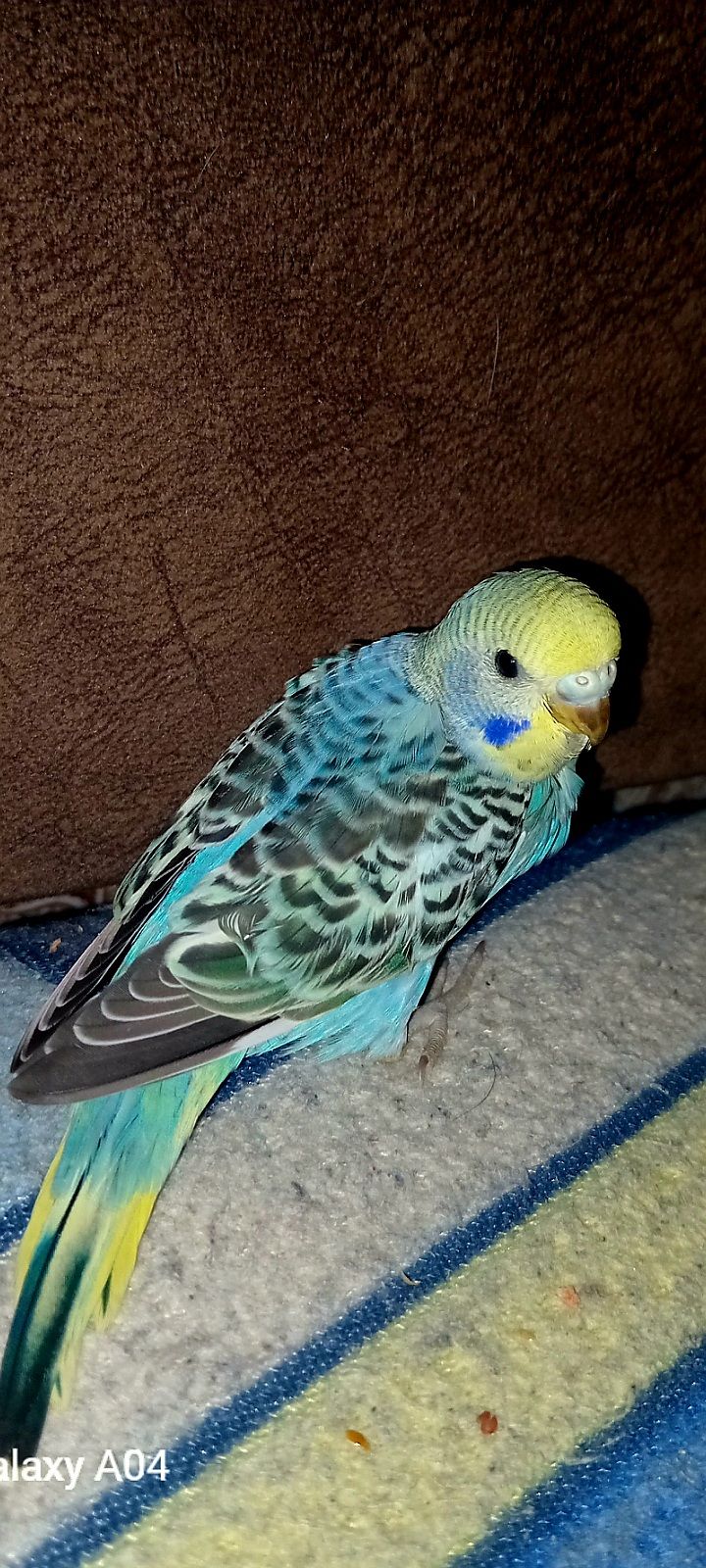 Хвилястий папуга