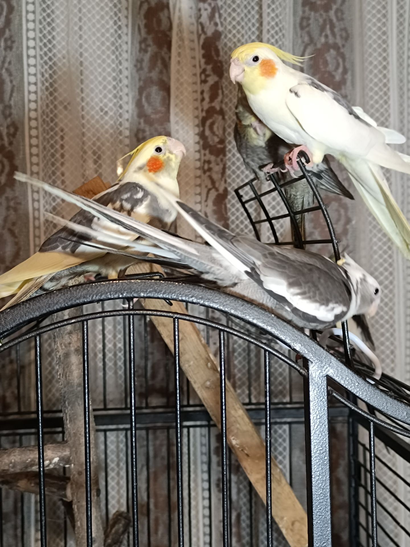 Молодые домашние Кореллы