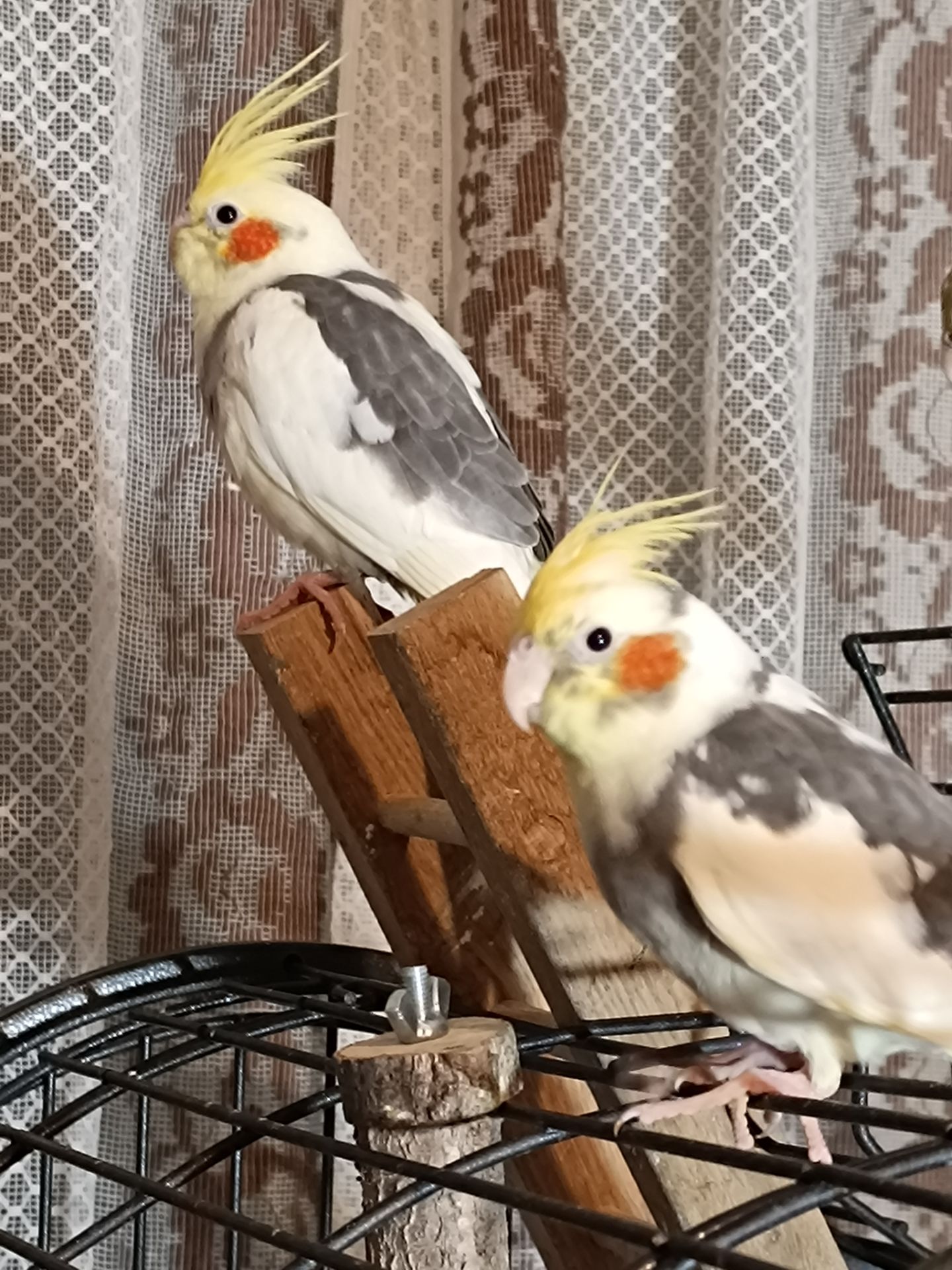 Молодые домашние Кореллы