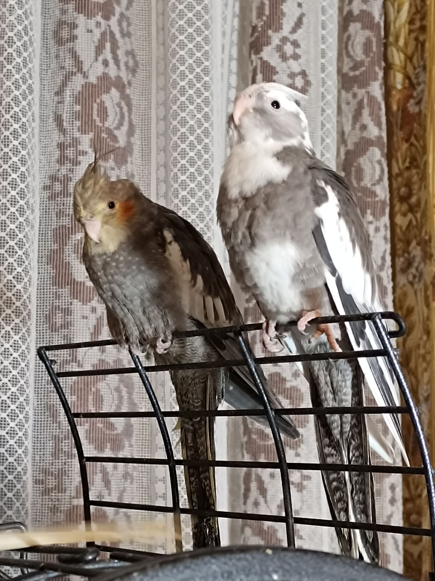 Молодые домашние Кореллы