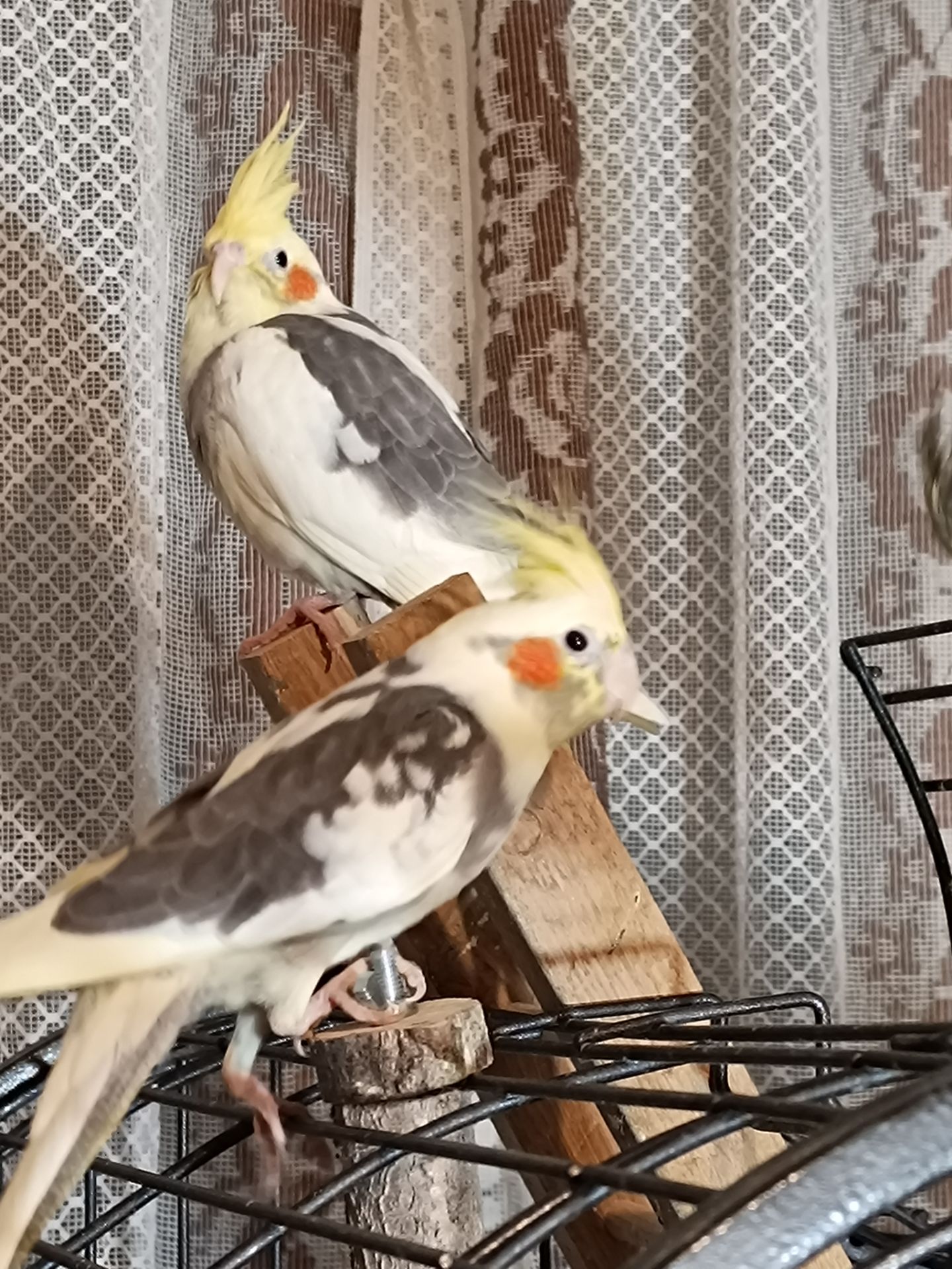 Молодые домашние Кореллы