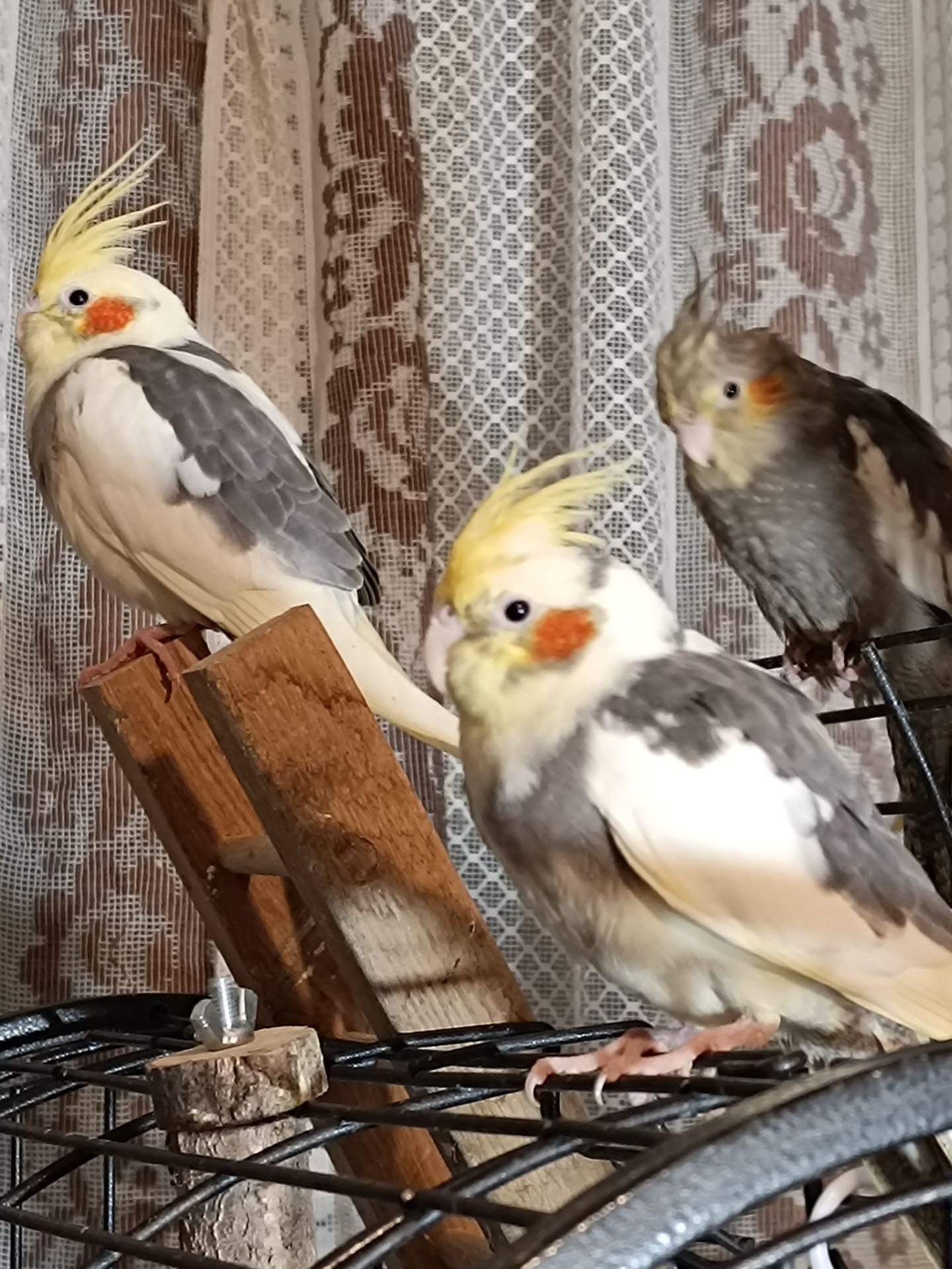 Молодые домашние Кореллы