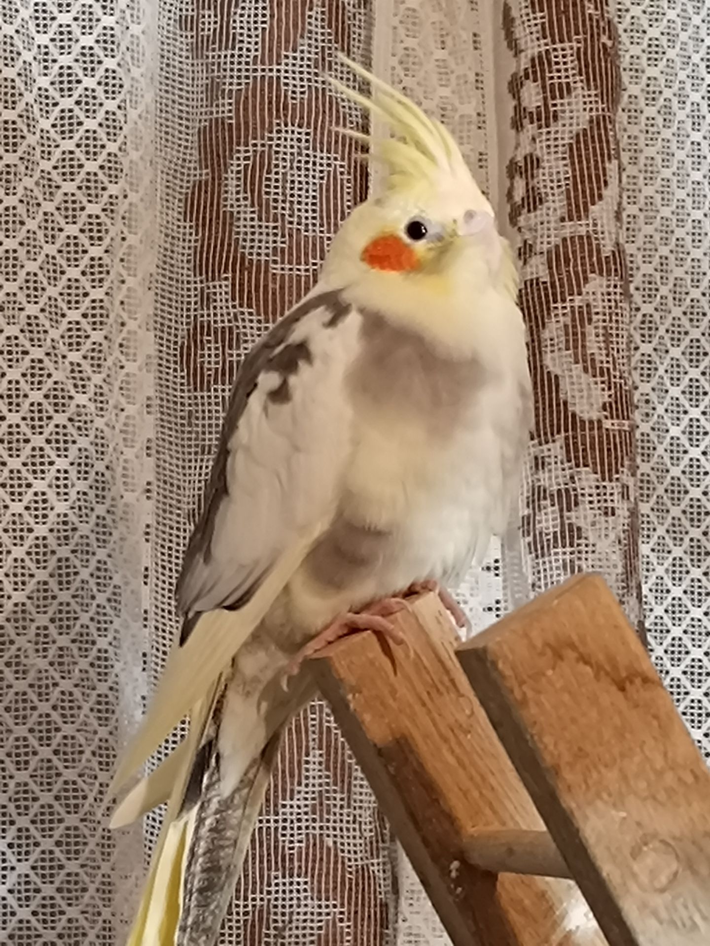 Молодые домашние Кореллы