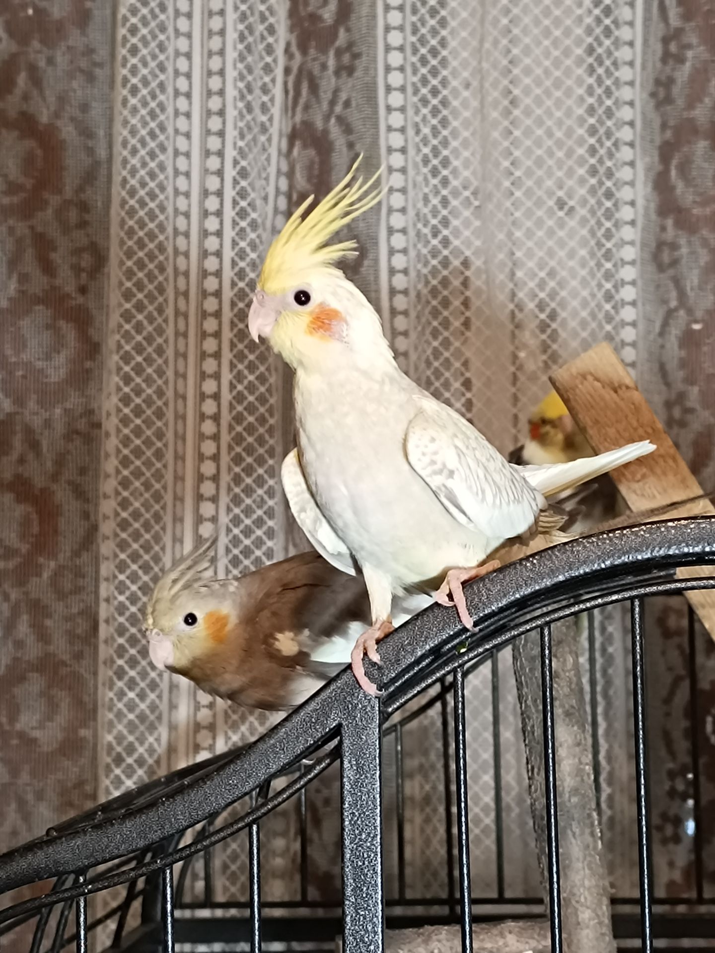 Молодые домашние Кореллы