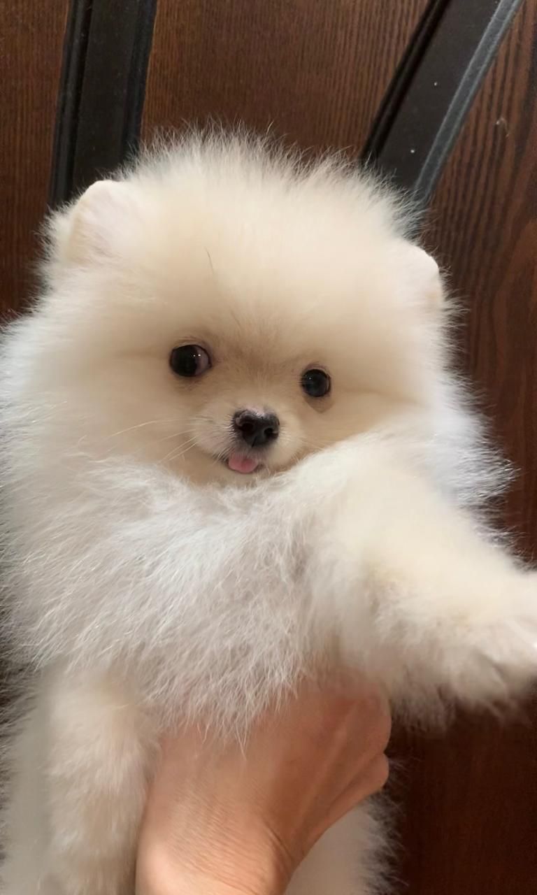 Очаровательная малышка Бетти