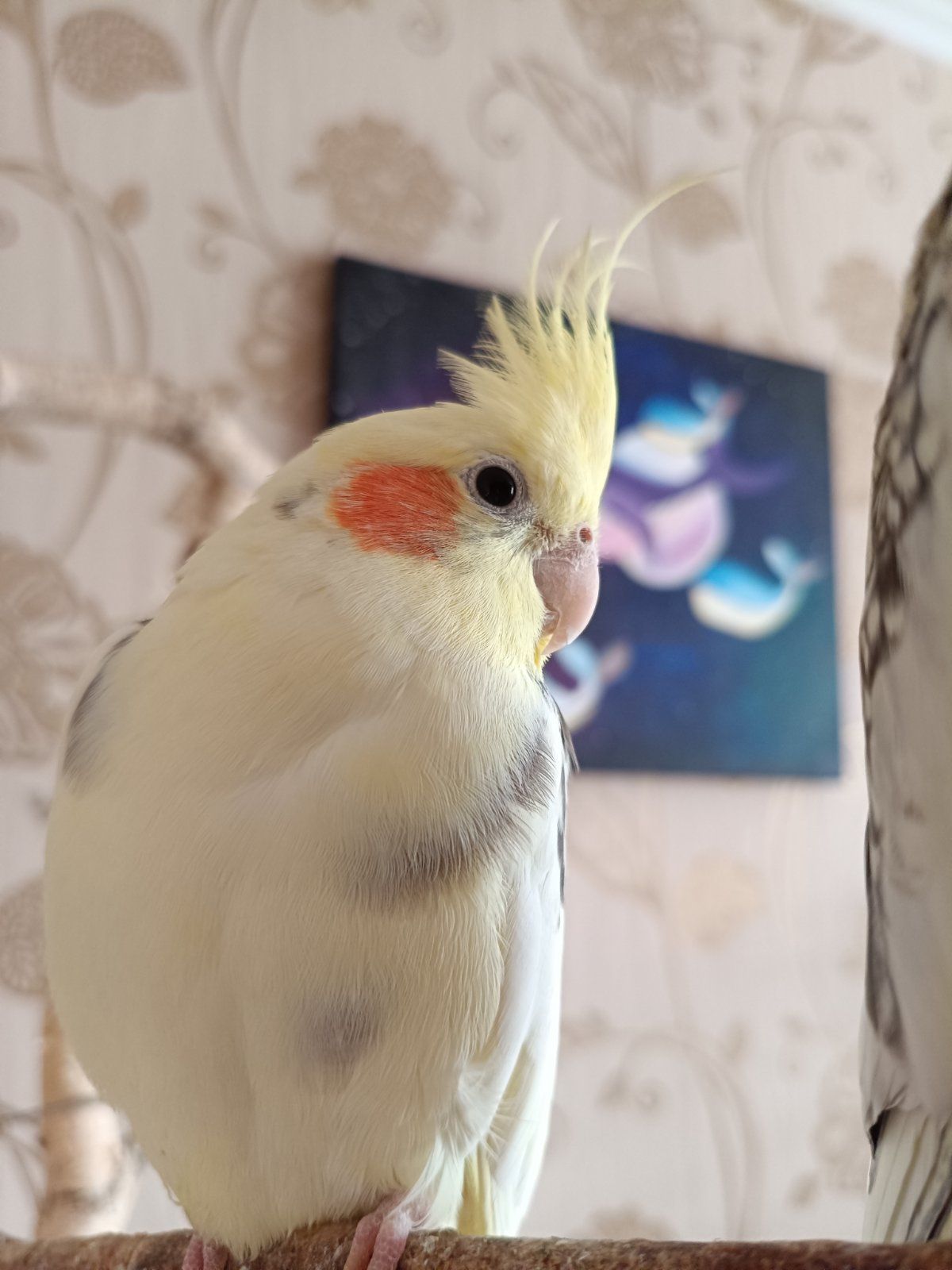 Корелла молода