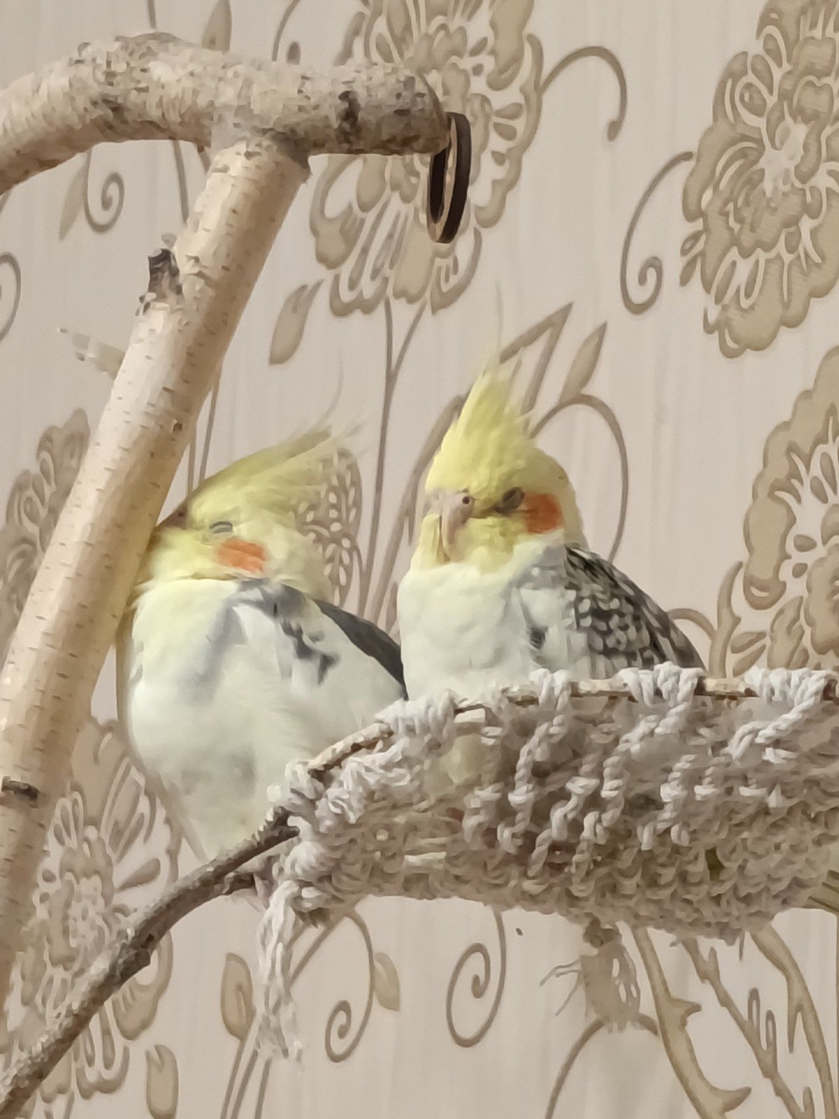 Корелла молода