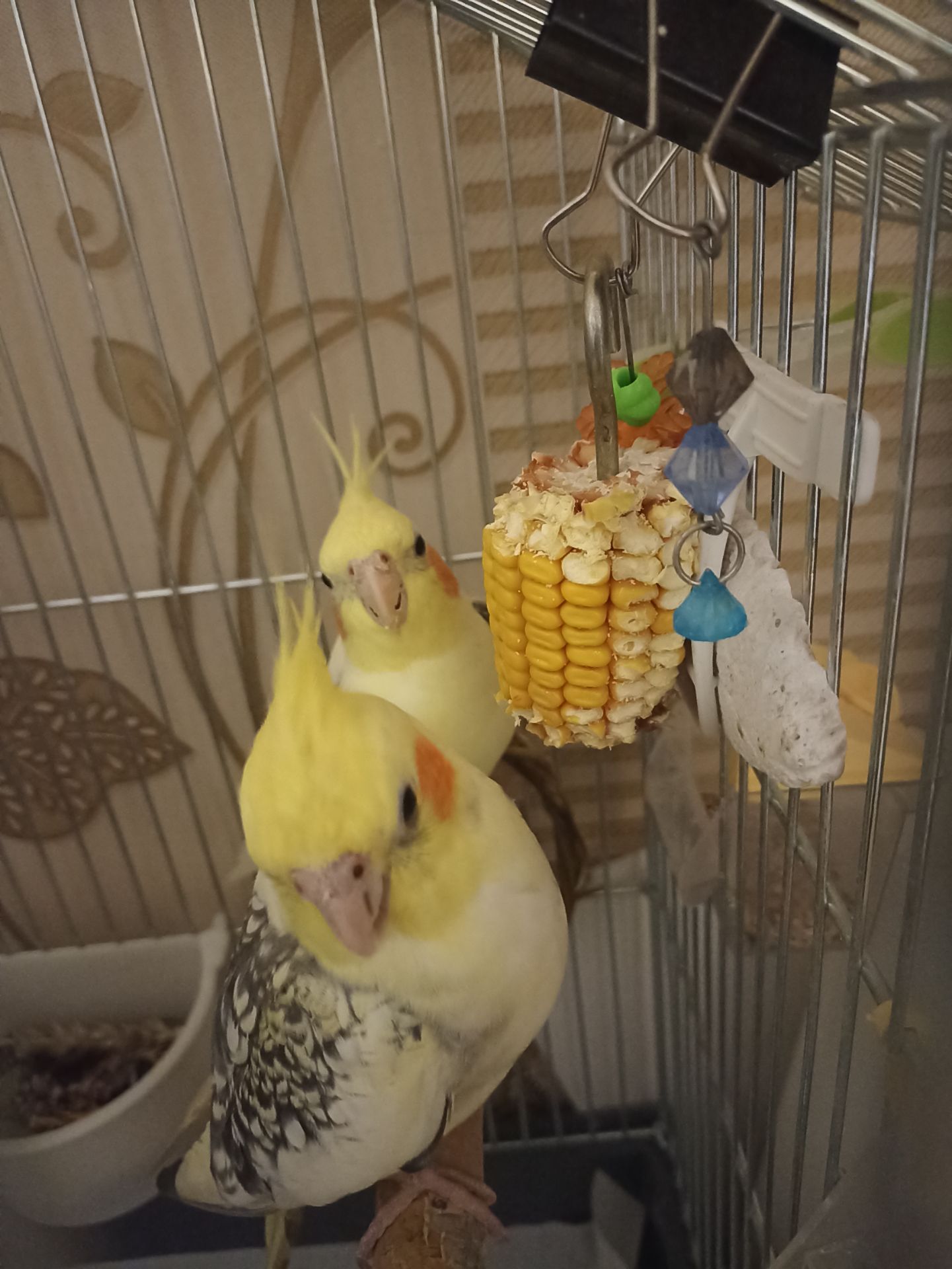 Корелла молода