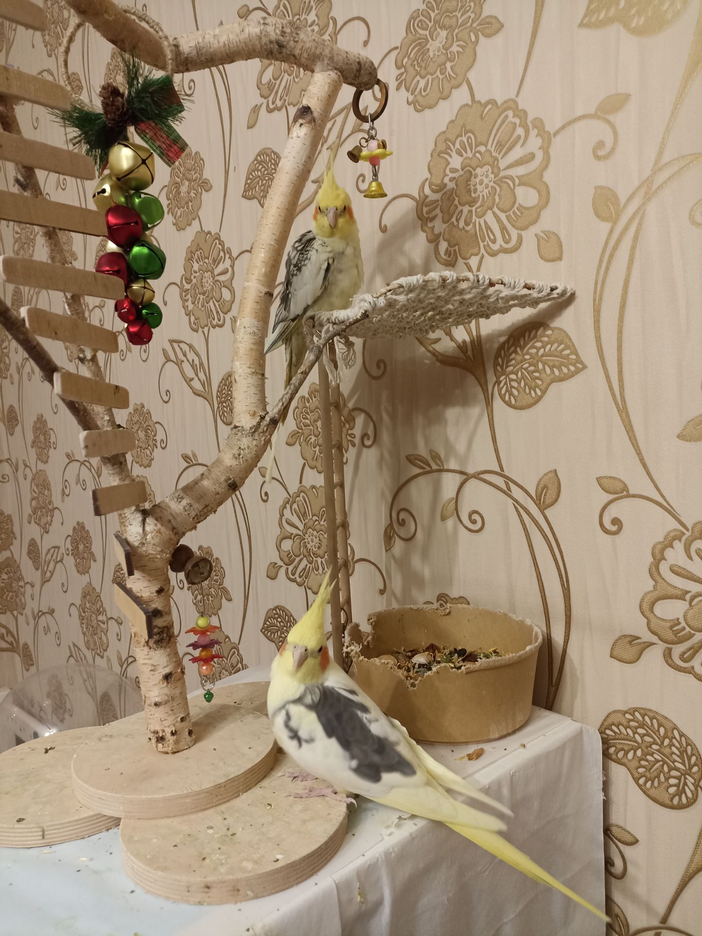 Корелла молода