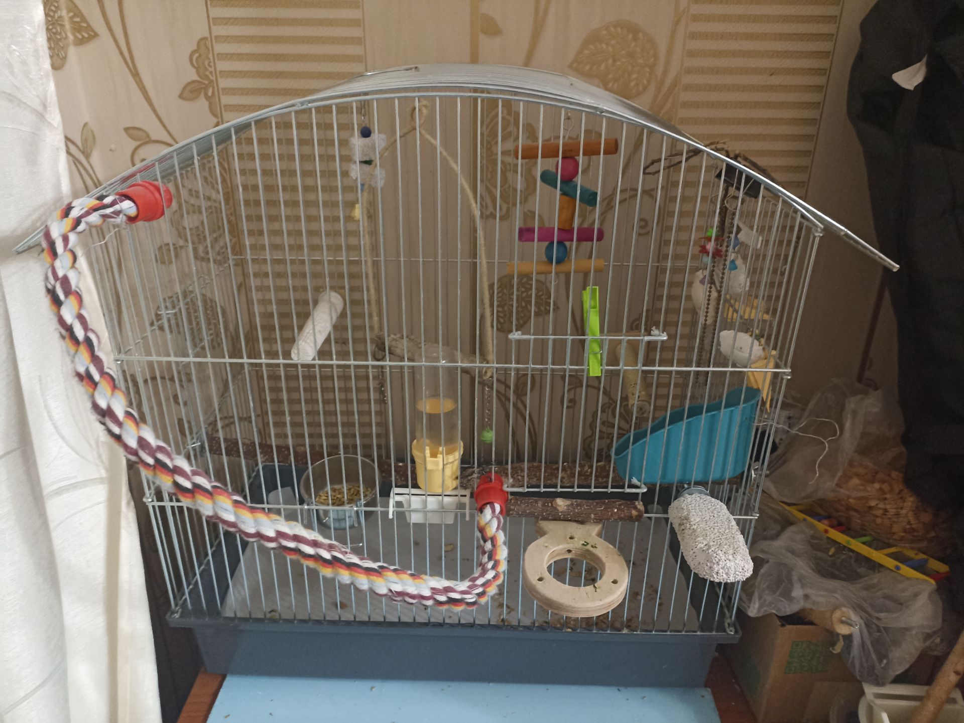 Корелла молода