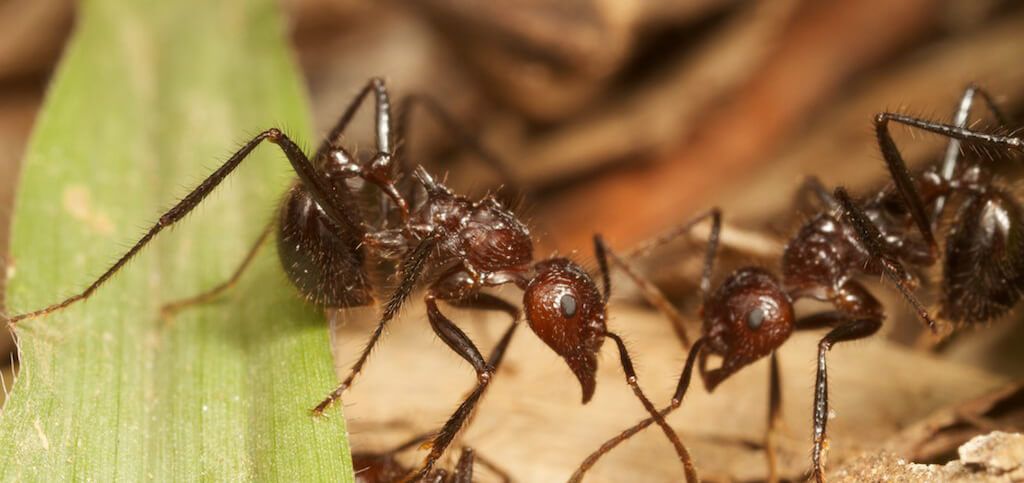 Купить Myrmicaria brunnea Мирмикария бруннея муравьи для муравьиной фермыa в Украине 1200грн