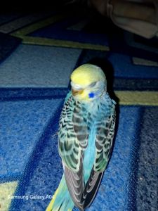 Хвилястий папуга