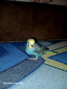 Хвилястий папуга