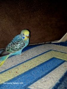 Хвилястий папуга